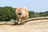 CHOW CHOW 153